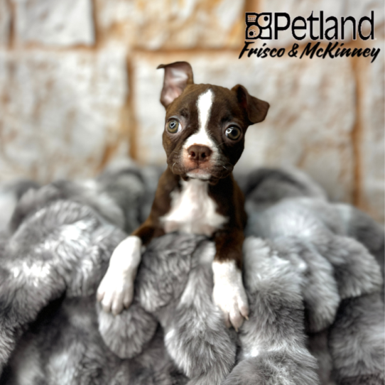 [#251029-04] Seal / White F Boston Terrier Puppies for Sale