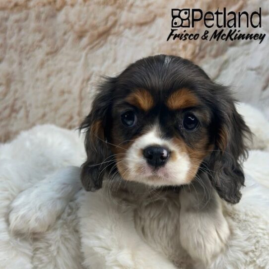 [#M01618] Blue Merle F Cavalier King Charles Spaniel Puppies for Sale