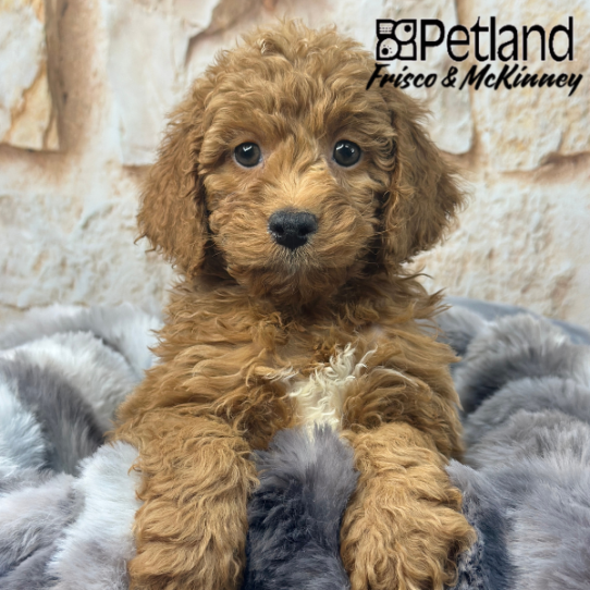 [#25945-06] Red F Goldendoodle Mini 2nd Gen Puppies for Sale