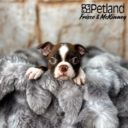 [#251029-03] Seal / White M Boston Terrier Puppies for Sale