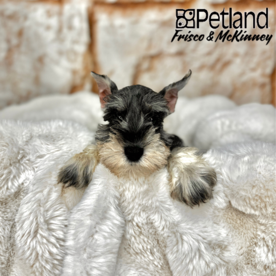 [#2585-04] Salt / Pepper M Miniature Schnauzer Puppies for Sale