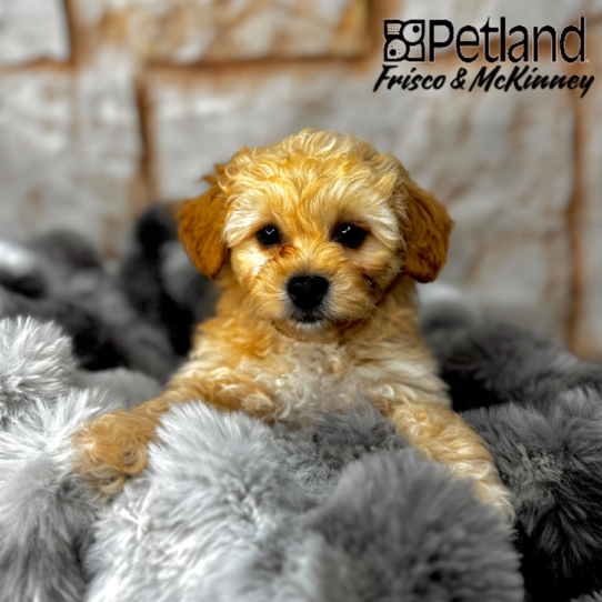 [#2594-02] Apricot M PekeAPoo Puppies for Sale