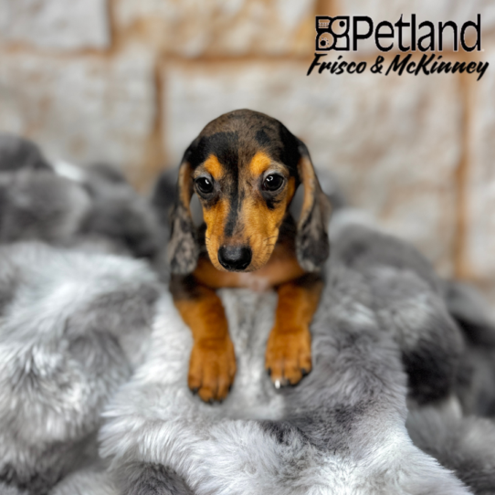 [#2589-02] Black / Tan M Dachshund Puppies for Sale