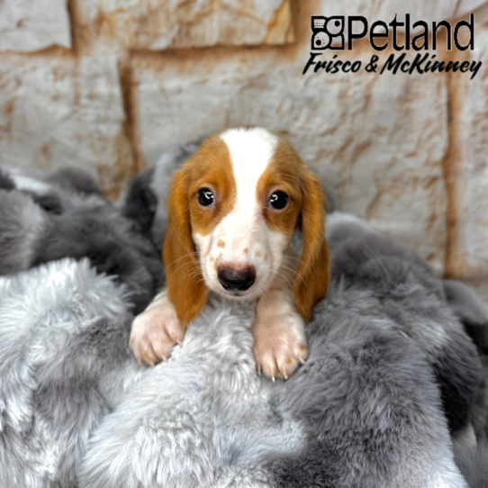 [#2589-03] Red M Dachshund Puppies for Sale