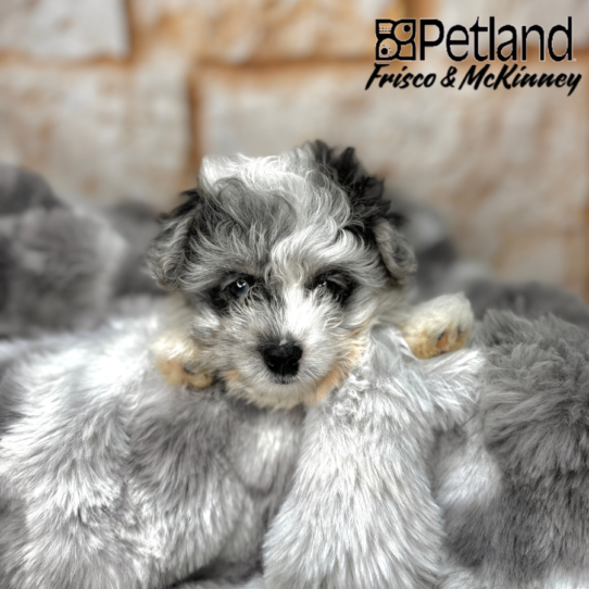 [#25295-05] Blue Merle F PomAPoo Puppies for Sale