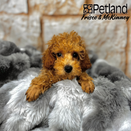 [#25274-01] Red M Poodle Puppies for Sale