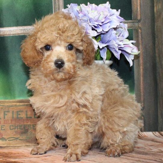 [#25274-01] Red M Poodle Puppies for Sale