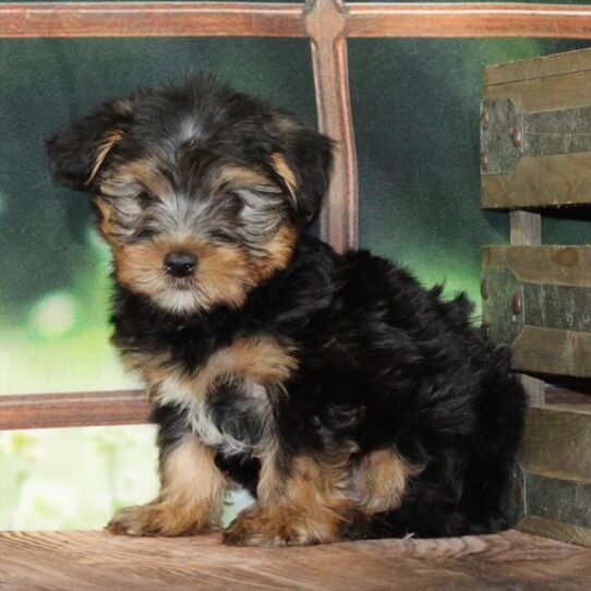 [#25276-01] Black / Tan M Yorkshire Terrier Puppies for Sale