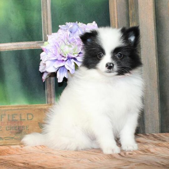 [#25281-03] White / Black M Pomeranian Puppies for Sale