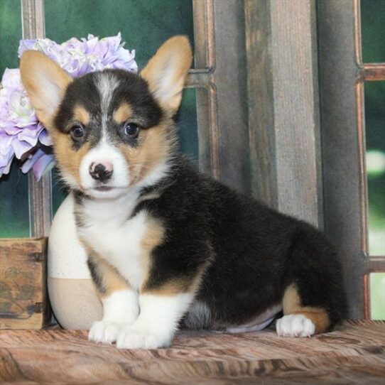 [#25284-01] Black / Tan M Pembroke Welsh Corgi Puppies for Sale