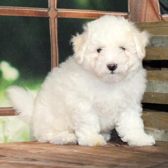 [#25287-01] White M Bichon Frise Puppies for Sale