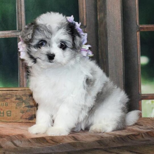 [#25295-05] Blue Merle F PomAPoo Puppies for Sale