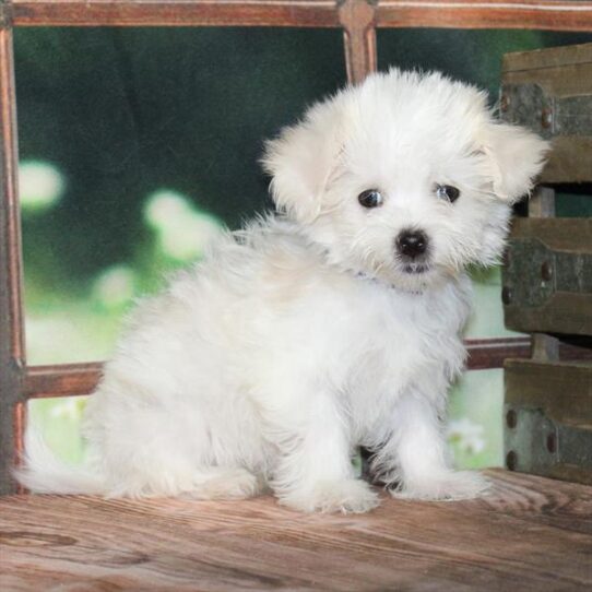 [#25296-06] White / Cream F Maltese/Maltipoo Puppies for Sale