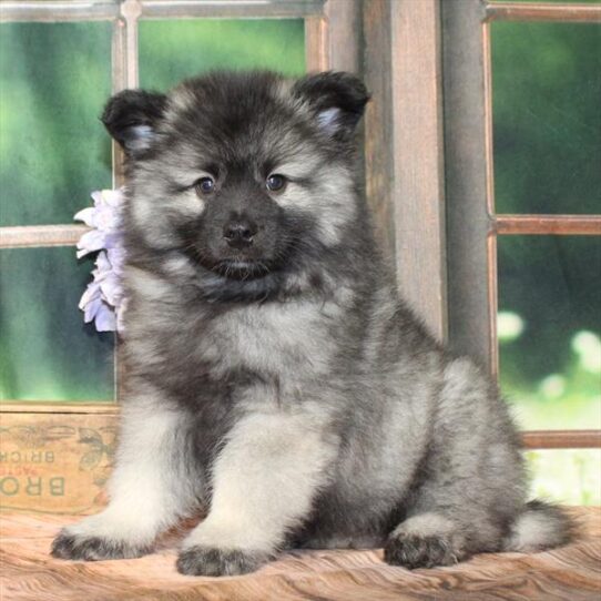 [#25301-02] Silver / Black M Keeshond Puppies for Sale