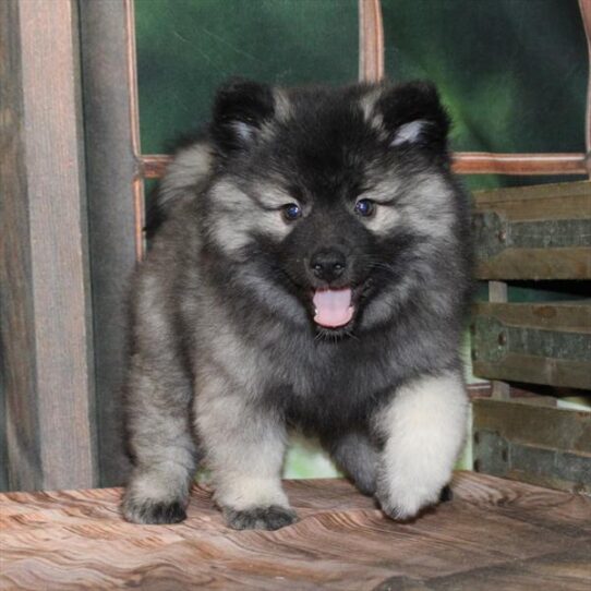 [#25301-08] Silver / Black F Keeshond Puppies for Sale