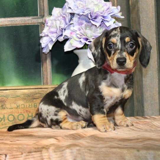 [#25307-02] Black / Tan F Dachshund Puppies for Sale