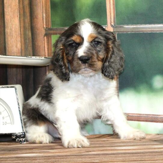 [#25308-01] Blue Roan / Tan M Cocker Spaniel Puppies for Sale