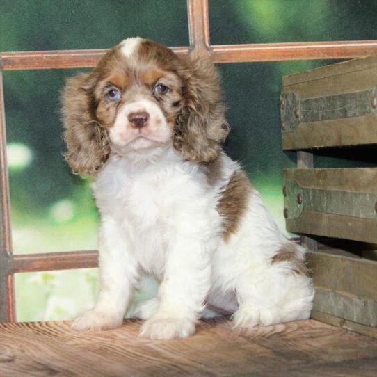 [#25308-03] Chocolate Roan F Cocker Spaniel Puppies for Sale