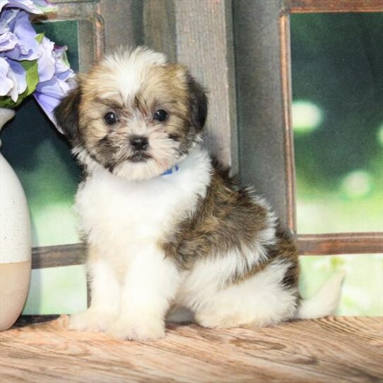 [#25310-04] White / Gold F Shih Tzu/Teddy Bear Puppies for Sale