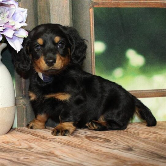 [#25311-01] Black / Tan F Dachshund Puppies for Sale