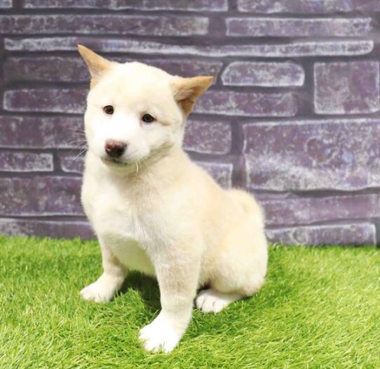 [#251132-01] Cream M Shiba Inu Puppies for Sale