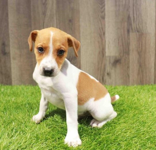 [#251162-03] Tan / White M Jack Russell Terrier Puppies for Sale