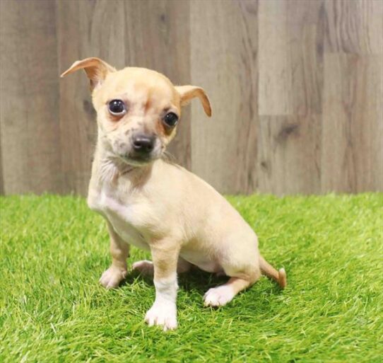 [#251176-01] Fawn F Chihuahua Puppies for Sale