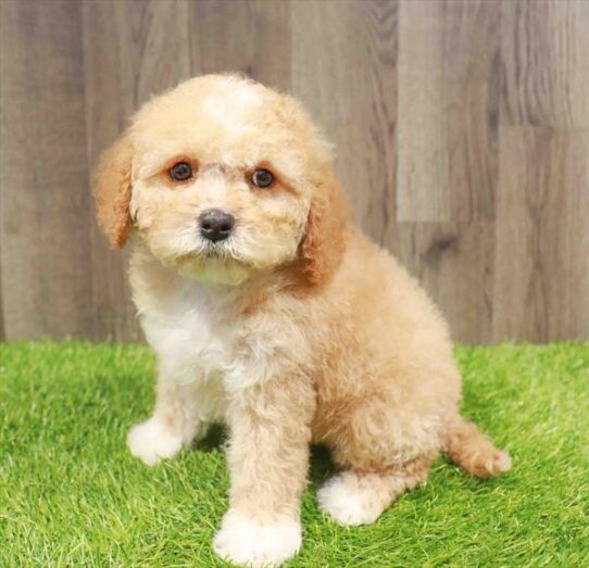 [#251184-03] Apricot M Cavachon Puppies for Sale