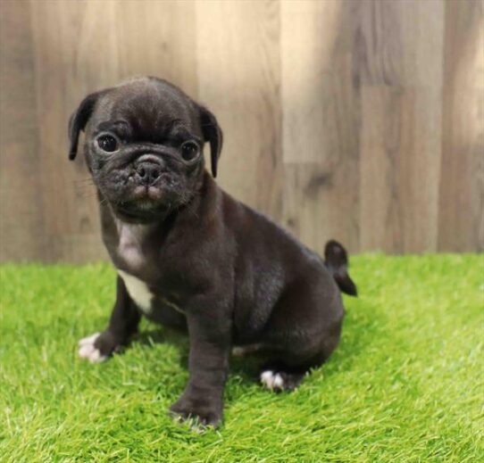 [#251193-01] Black M Pug Puppies for Sale