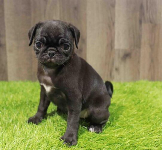 [#251193-03] Black F Pug Puppies for Sale