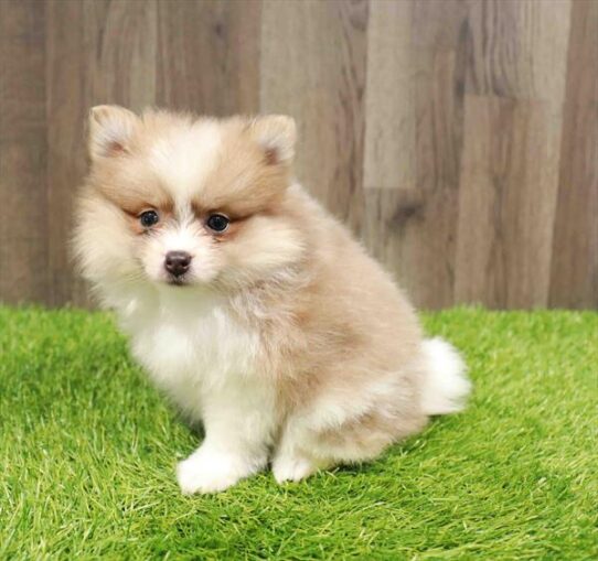 [#251205-02] Orange F Pomeranian Puppies for Sale