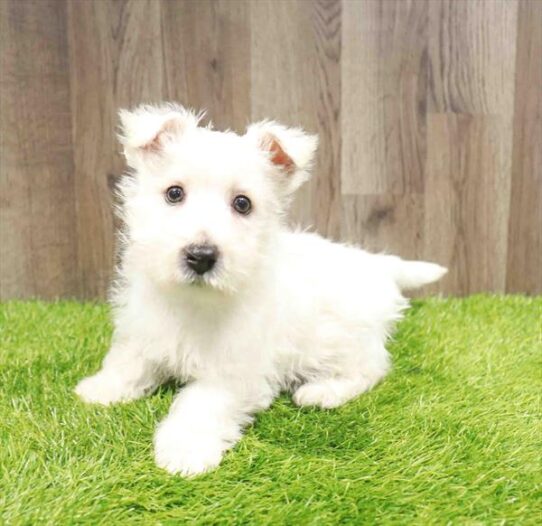 [#251210-01] White M West Highland White Terrier Puppies for Sale