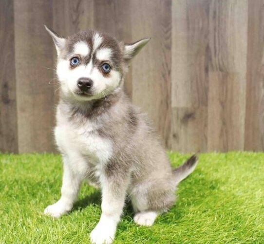 [#251211-03] Black / White F Alaskan Klee Kai Puppies for Sale