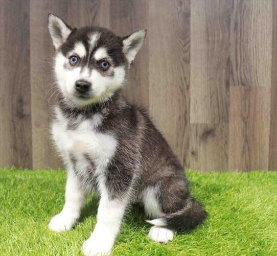 [#251212-02] Black / White M Alaskan Klee Kai Puppies for Sale