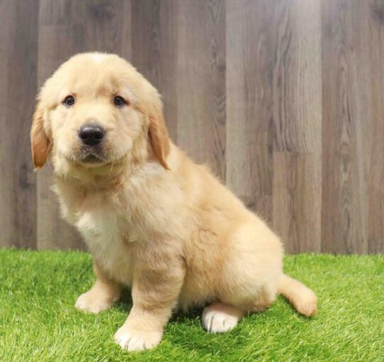 [#251216-02] Golden M Golden Retriever Puppies for Sale