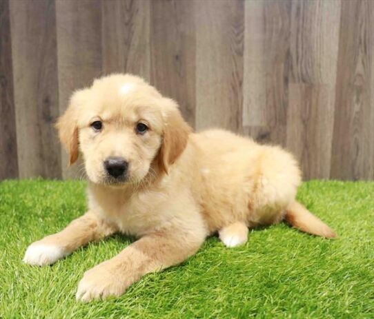 [#251216-08] Golden F Golden Retriever Puppies for Sale