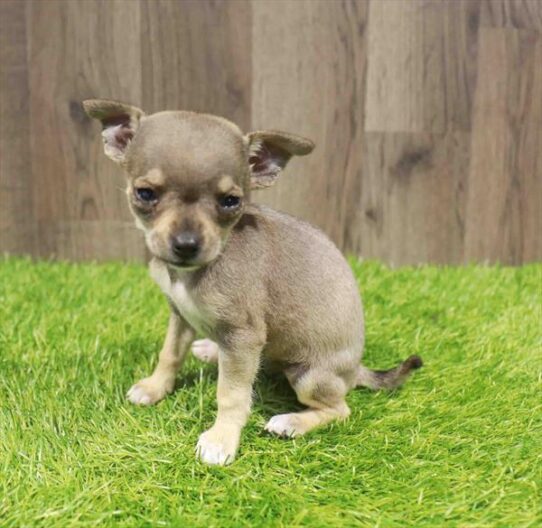 [#251226-02] Sable F Chihuahua Puppies for Sale