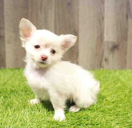 [#251231-02] Fawn / White M Chihuahua Puppies for Sale
