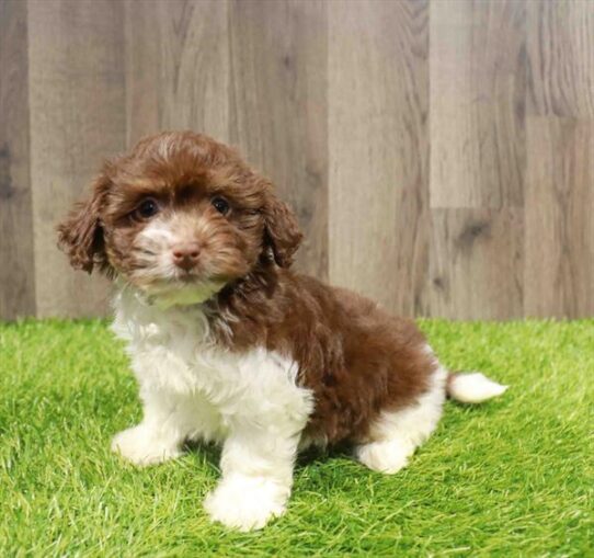 [#251239-02] Chocolate F Havanese Puppies for Sale