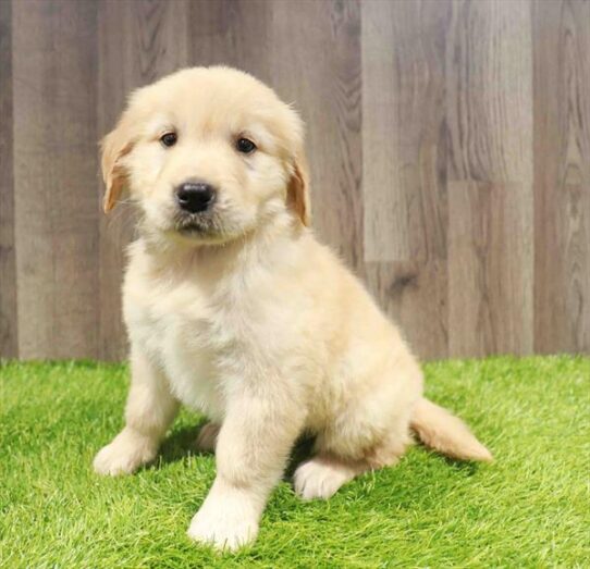 [#251288-08] Golden F Golden Retriever Puppies for Sale