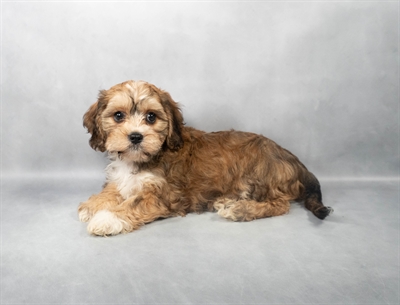 [#M02659] Sable M Cavachon Puppies for Sale