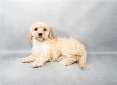 [#M02660] Cream F Cavachon Puppies for Sale
