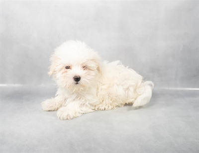 [#M02738] White M Maltese Puppies for Sale