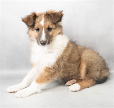 [#M03529] White and Sable F Shetland Sheepdog Puppies for Sale