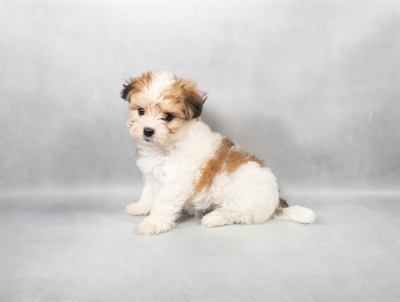 [#M04127] Gold F Morkie Puppies for Sale