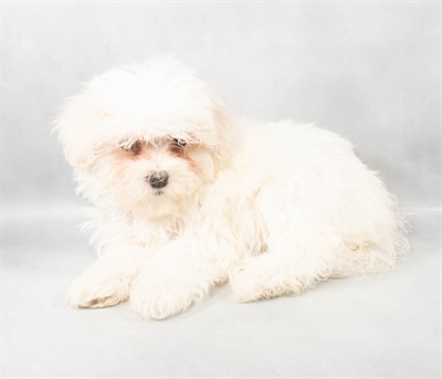 [#M04187] White F Maltese Puppies for Sale