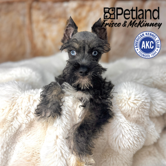 [#M02627] Black and Silver M Miniature Schnauzer Puppies for Sale