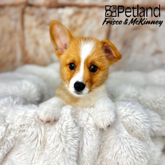 [#M03947] Sable M Pembroke Welsh Corgi Puppies for Sale