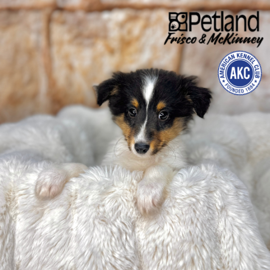 [#M02735] Black White and Tan M Shetland Sheepdog Puppies for Sale