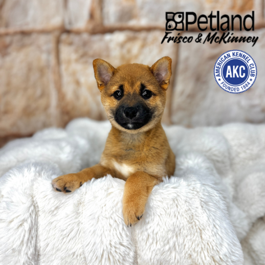 [#M02700] Red F Shiba Inu Puppies for Sale
